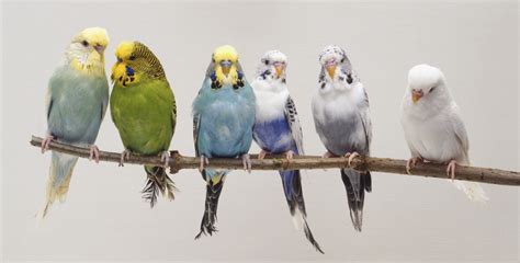 Popular Birds