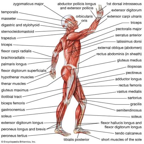 Triceps muscle | Exercise, Movement, Strength | Britannica