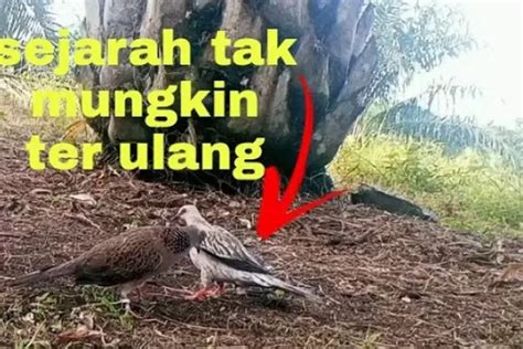 Pasang Pikat Tekukur Di Kebun Sawit Dapat Tekukur Kristal Langka Yang