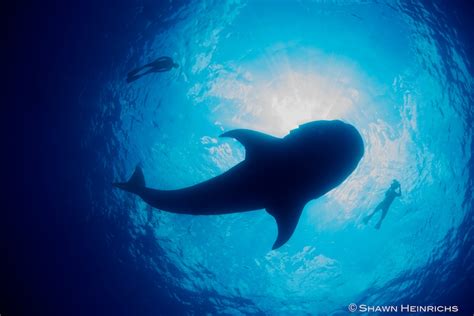 Whale Sharks – Isla Mujeres Mexico 2011 | Blue Sphere Media