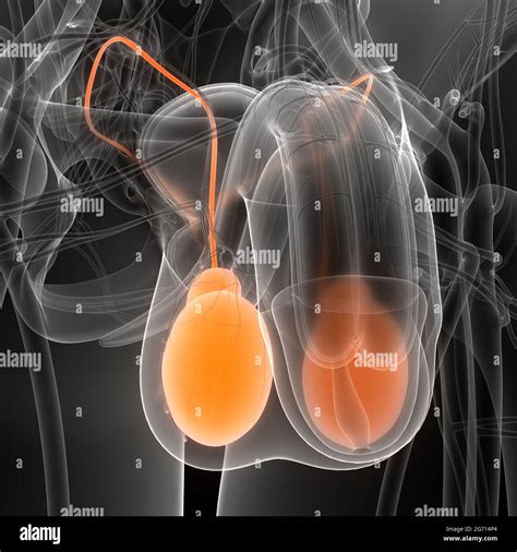 Male Reproductive System Anatomy Stock Photo - Alamy