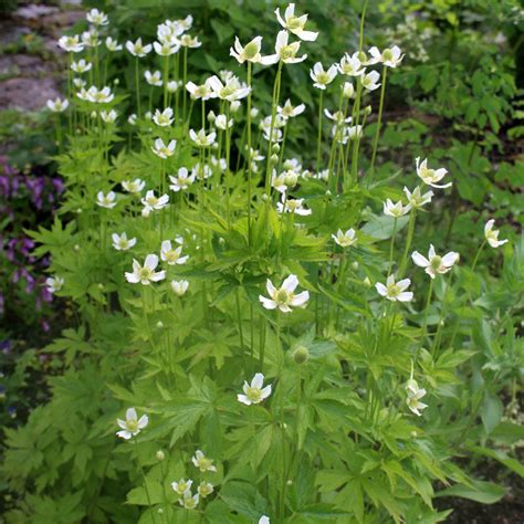 Tall Anemone Anemone Virginiana Seeds Wild Seed Project