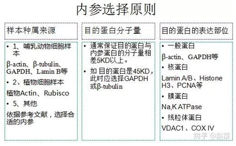 Western Blot经验大盘点，有这一篇就够了 知乎