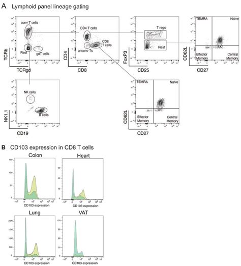 CD103 expression is downregulated within the naïve CD8 T cell ...