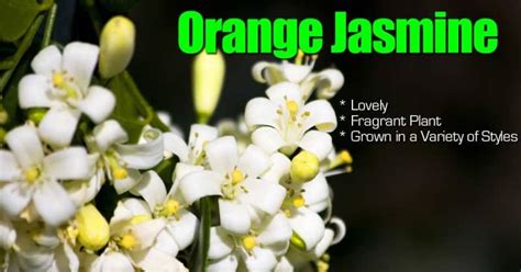 Orange Jasmine A Lovely Fragrant Plant Grown in a Variety of Styles