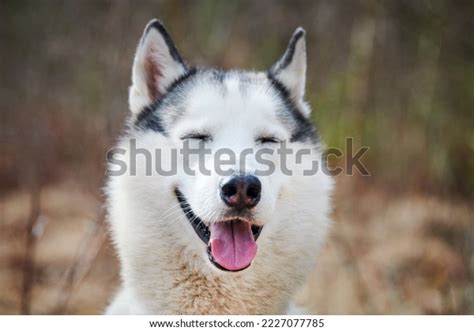 Grey Husky Stock Photos and Pictures - 43,245 Images | Shutterstock