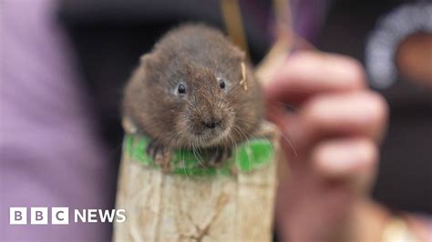 Water Voles Brought Back To The Lake District