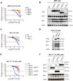 Bcl X L And Bcl W Overexpression Protects Against Abt Induced Cell