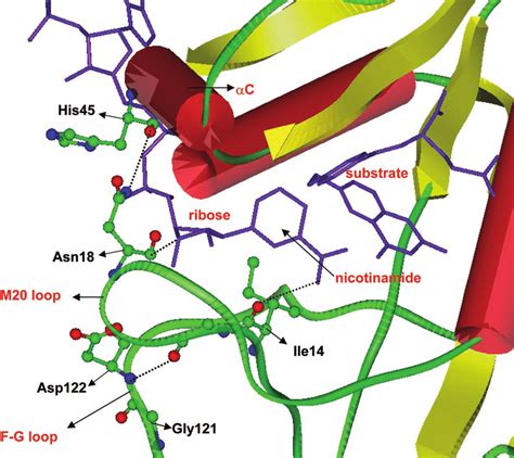 Dihydrofolate Reductase Dhfr Partial View Of The Dhf Nadphdhfr