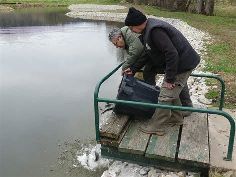 Monistrol Sur Loire Kilos De Truites Ont T D Vers S Dans L Tang