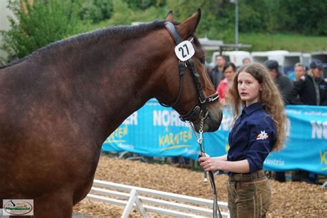 Laura Noriker Stute 2019 Braun Pferd Austria