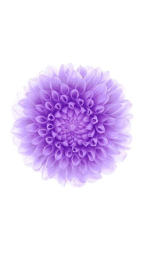 🔥 69 Purple Flower Wallpapers Wallpapersafari