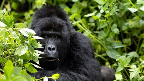 Gorilla Encounters In The Heart Of Uganda S Jungles Bwindi