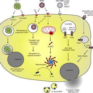 PDF Platelets In Immune Response To Virus And Immunopathology Of