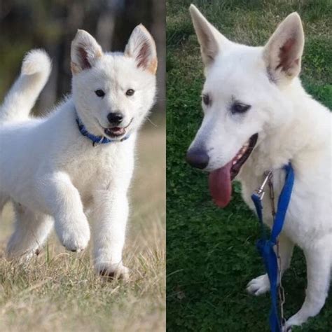 White German Shepherd Husky Mix • ShepskyMix