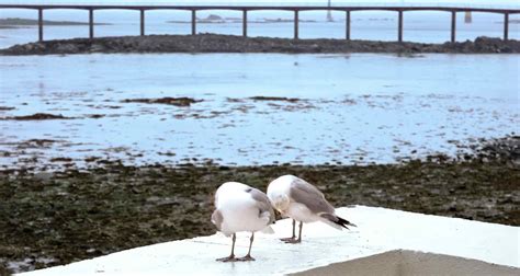 Ibis Roscoff Bord De Mer ALL