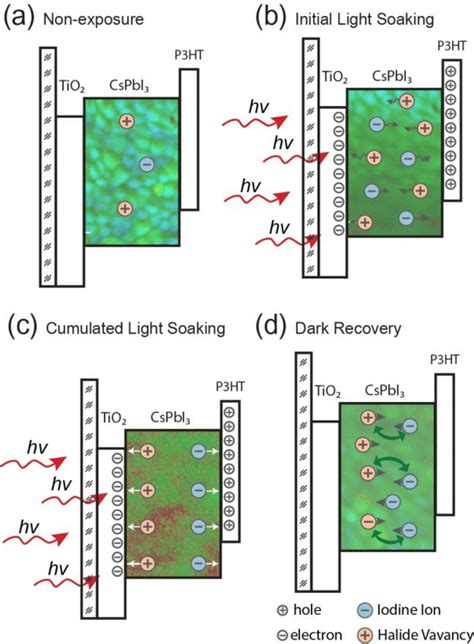 Illustration Of Charge Carriers And Mobile Ion Migration During Light