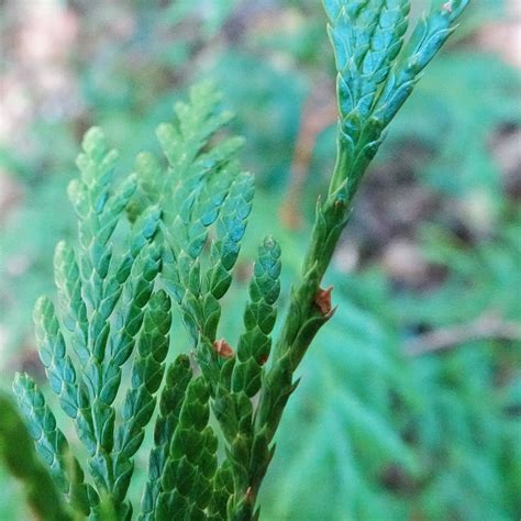 Thuja Plicata Western Red Cedar Things Of The Pacific Northwest