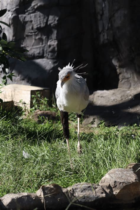 ヘビクイワシという子らしい。 あまりの美脚に釘付け。 日本では珍しいようだ。 東武動物公園｜本邑 柊彩（もとむら ひいろ）