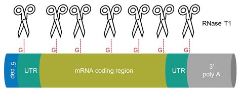 Size Exclusion Chromatography Method For Poly A Tail Analysis Of Mrna