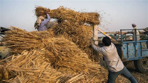 Kharif Output Estimated To Hit Record 150 50 Million Tonne This Year