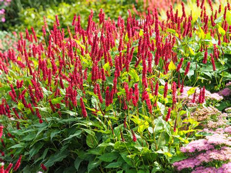 Persicaria Amplexicaulis ‘blackfield Boomkwekerij Lugthart