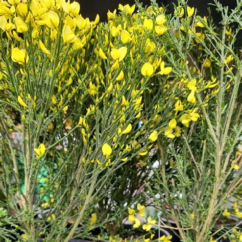 CYTISUS PRAECOX ALLGOLD 7 5L Magazinul De Plante