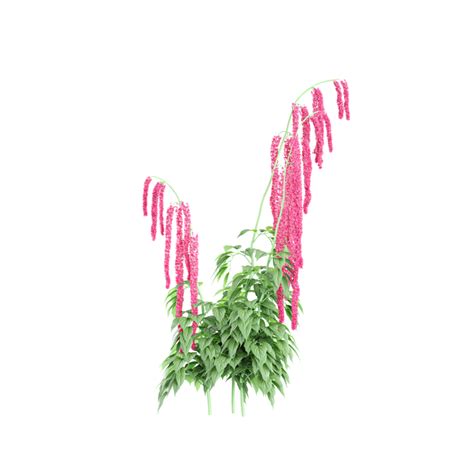 green amaranthus hypochondriacus plant isolated  transparent canvas