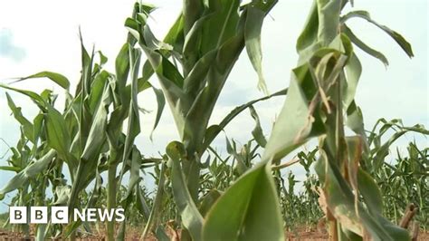 Drought In South Africa Creates Maize Shortage BBC News