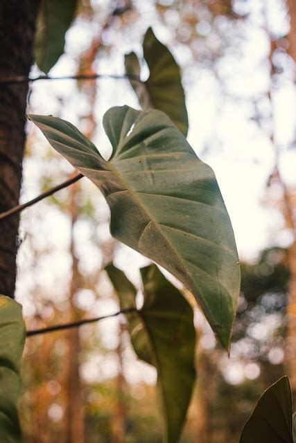 Philodendron Erubescens Cura E Coltivazione Codiferro Master Gardener