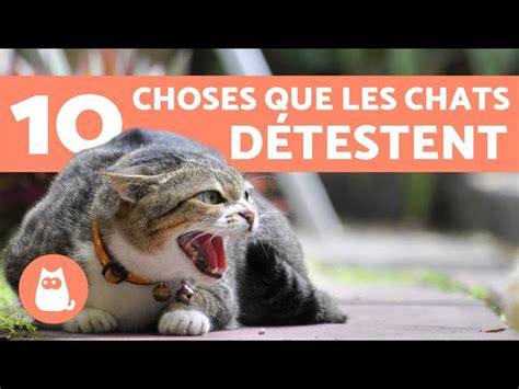 Choses Que Les Chats D Testent Le Plus Et Que Vous Devriez Viter