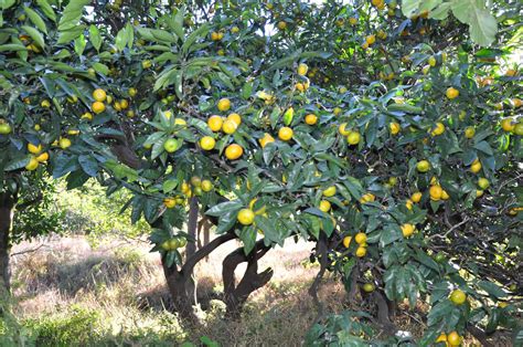 Selección de los mejores árboles de sombra y poca raíz para jardines