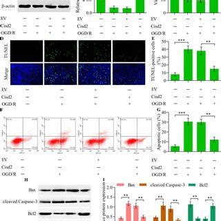 The Overexpression Of Cisd2 Restrained GD R Induced Inflammation In