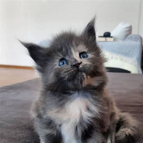 17 Unique Maine Coons With Blue Eyes