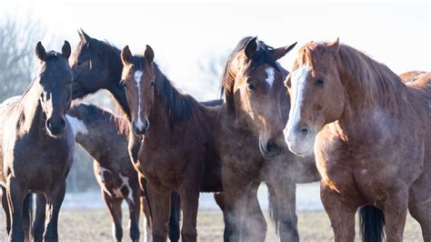 Fenna En Gisella Over De Stelling Het Is Voor Een Jong Paard Beter Om