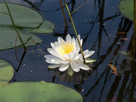 Water Lily Flower White - Free photo on Pixabay - Pixabay