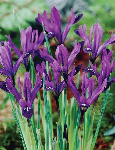 Dwarf Iris Purple Gem - Tesselaar