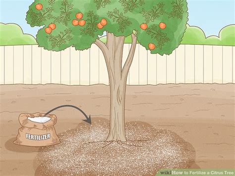 Fertilizing A Citrus Tree What Month How Much And Best Ratios