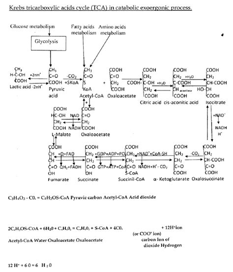 Krebs Tricarboxylic Acids Cycle Tca In Catabolic Exoergonic Process Download Scientific