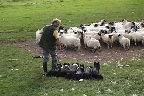 Sheep herding in scotland – Artofit