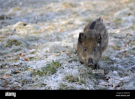 Wild Boar Sus Scrofa Four Month Old Piglet Looking For Food In Winter