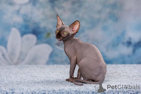 Канадский сфинкс - купить в Колоне (Германия) Цена 64937₽ Объявление №25088