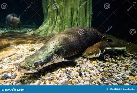 Arapaima Fish - Pirarucu Arapaima Gigas One Largest Freshwater Fish And ...