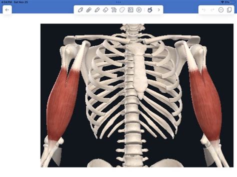 Week 12 Arm And Forearm Flashcards Quizlet