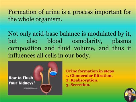 Urine Formation Ppt