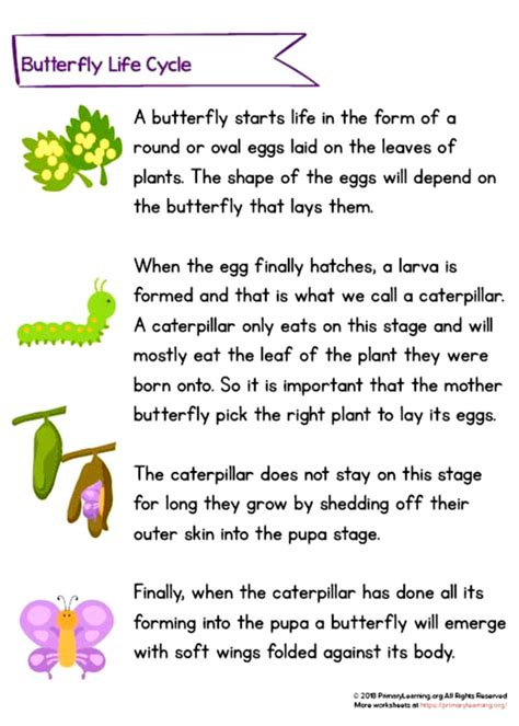 Butterfly Life Cycle Mountain View Tree Farm