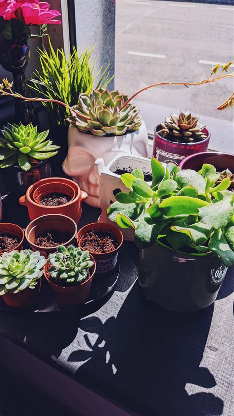 Oil of peppermint as an insect deterrent? : r/succulents