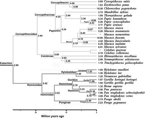 Constructed phylogenetic timeline of level of sperm competition for 31... | Download Scientific ...