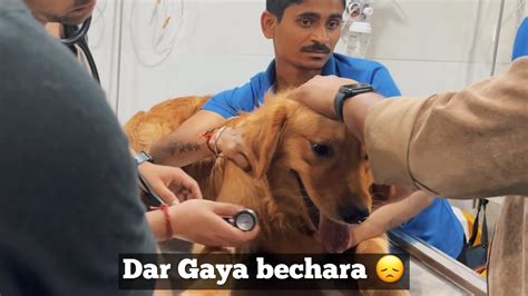 Doctor Ke Yaha Bohot Darr Gaya Max Thehimalayanhusky Youtube