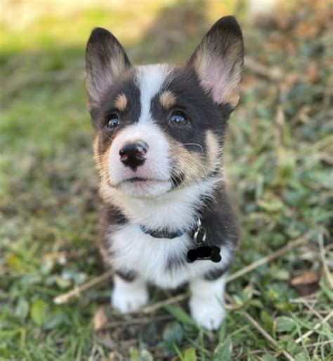 Mini Corgis: Your Full Guide Crumbs And Chaos